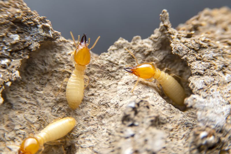 Termite Damage Repair Service in Olathe, KS