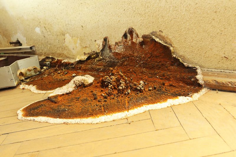 Dry Rot Remediation in Indianapolis, IN