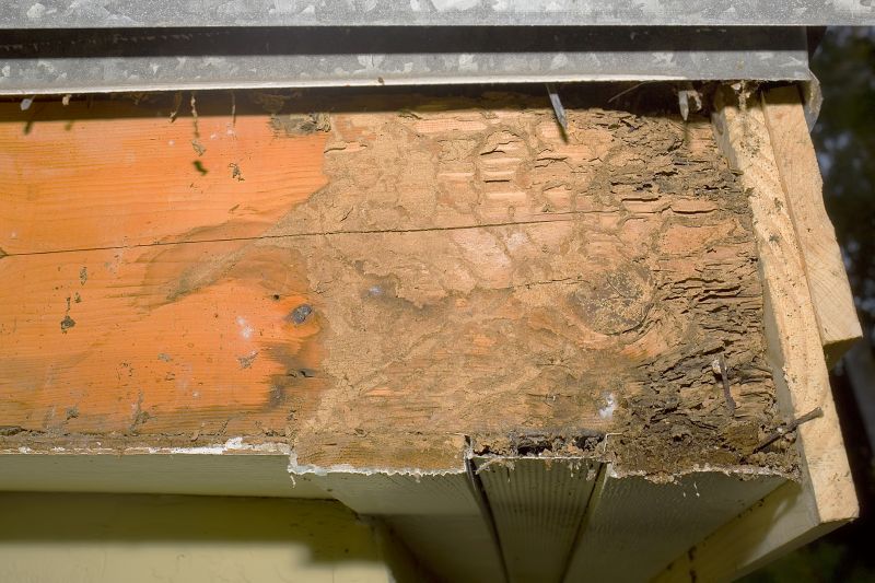 Dry Rot Repair