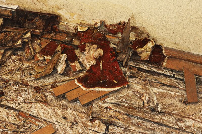 Pest Damage Repair in Littleton, CO