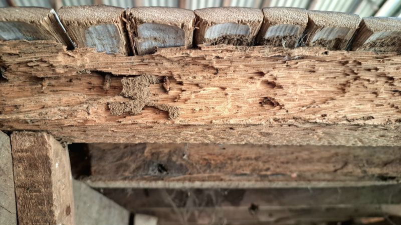Pest Damage Repair in Arvada, CO