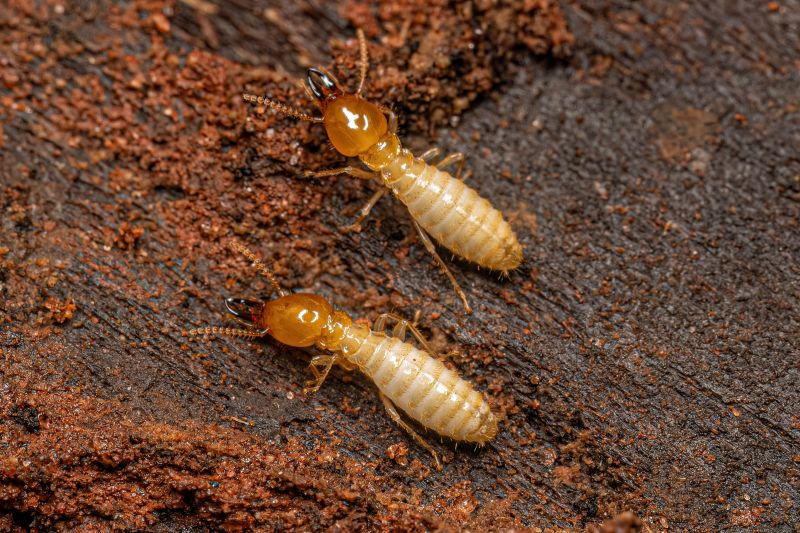 Termite Damage Repair Service
