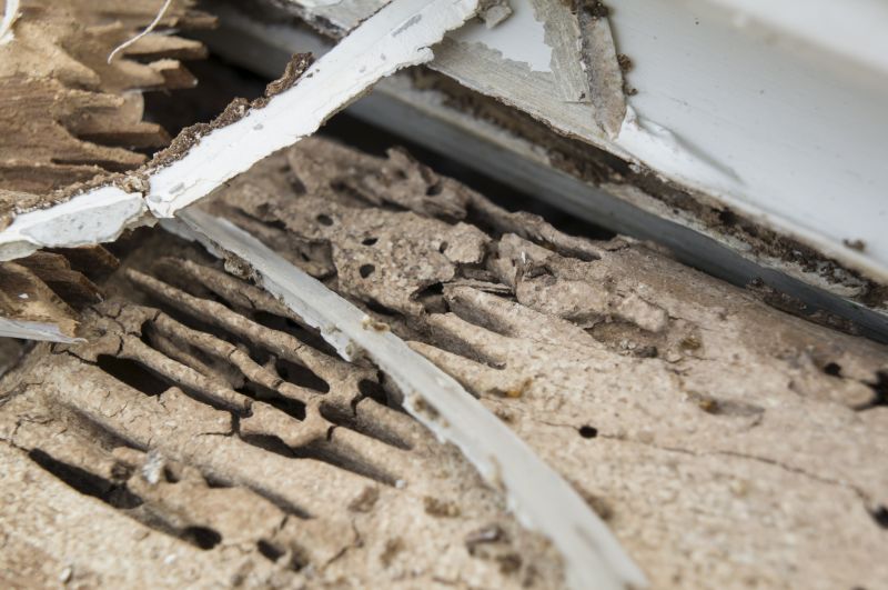 Termite Damage Repair Service in Conroe, TX