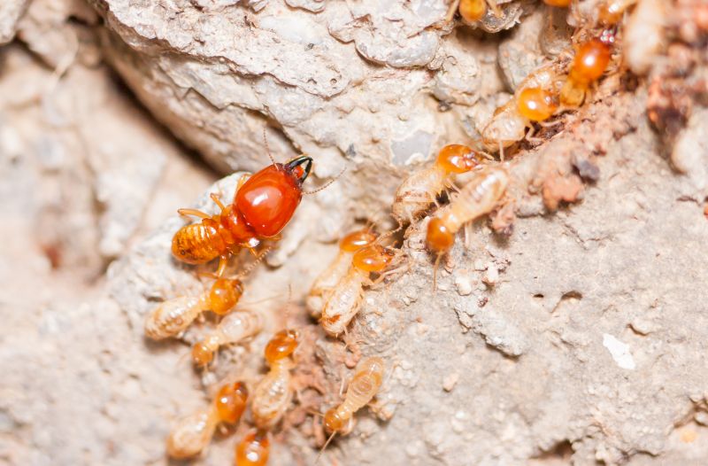 Termite Damage Repair Service in Alpharetta, GA