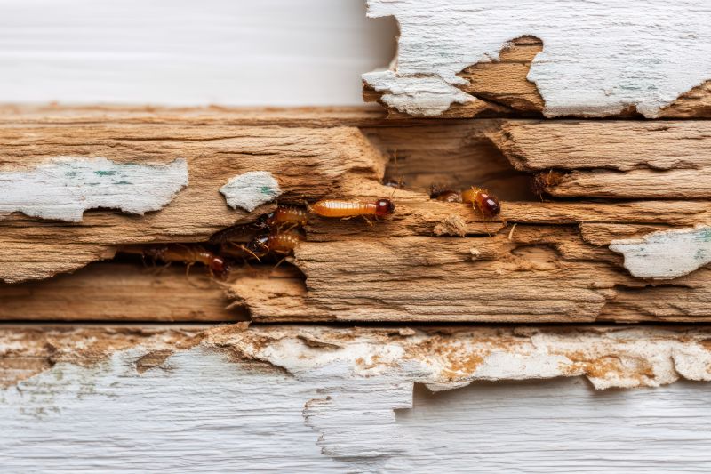 Termite Damage Restoration in Olathe, KS