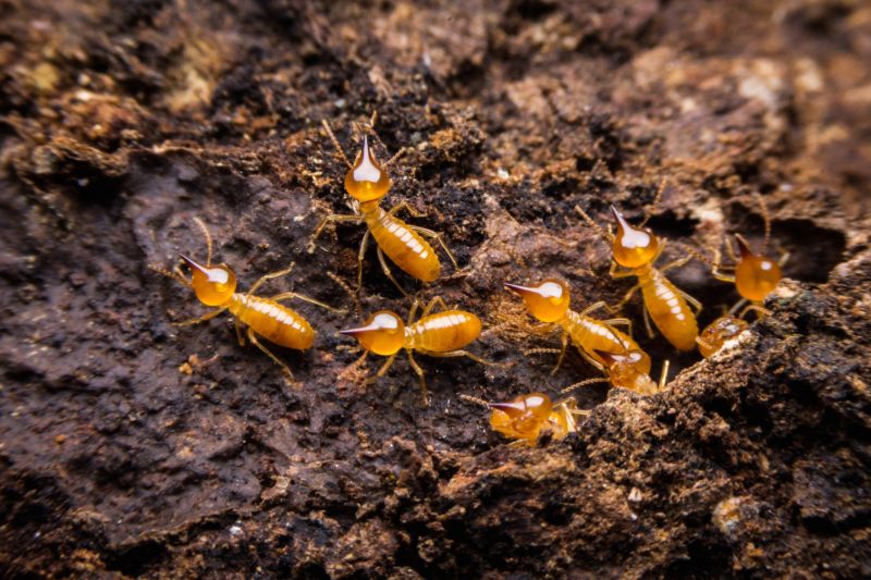 Termite Damage Restoration in Indianapolis, IN