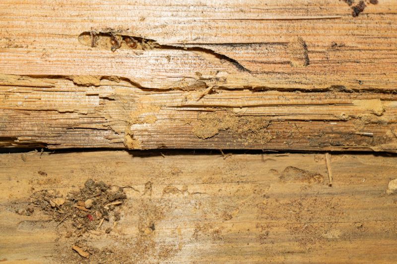 Termite Damage Restoration in Wilmington, NC