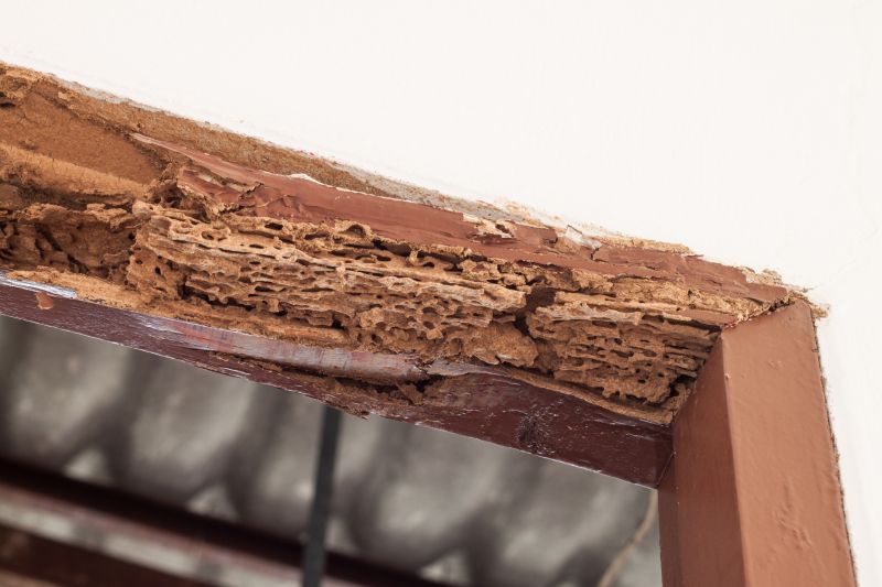 Wood Decay Removal in Denver County, CO