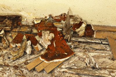 Wood Decay Removal in Overland Park, KS